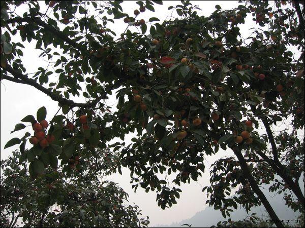 西安的火晶柿子,是由枣树和柿子树嫁接而成。