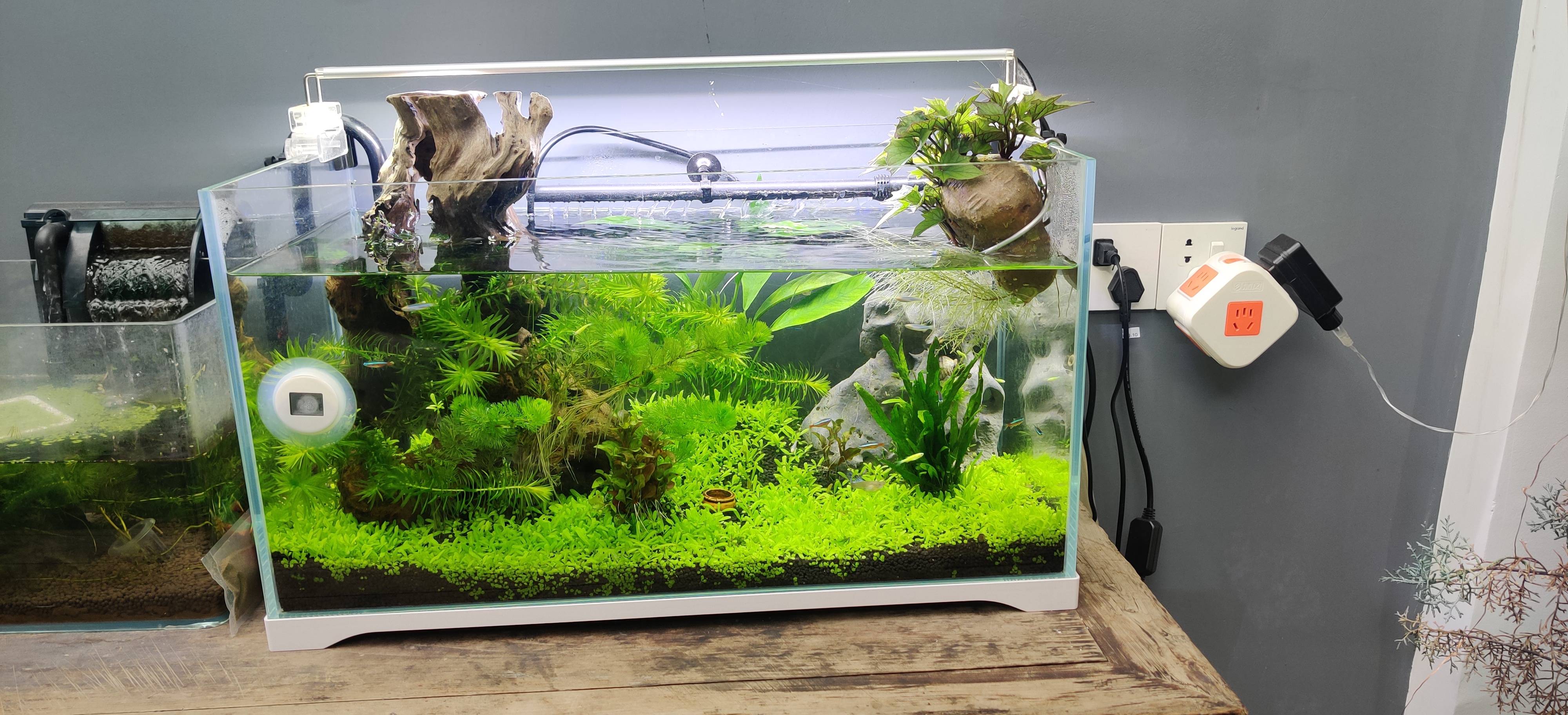 我又搞了个缸我想问问绿藻我用黑线飞鼠能吃掉么.