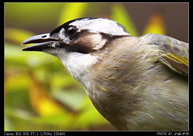 刚才怎么没上得了图,再来 - [令狐冲剂发表在口 水吧] - [易索论坛