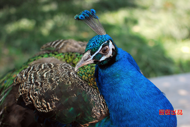 最美的动物--孔雀 - 大洋的日志 - 网易博客